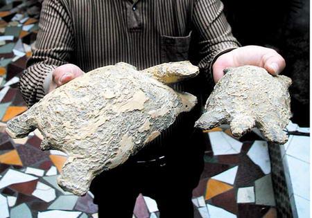 世界上最大的龟化石