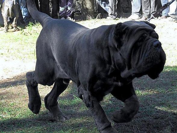 世界十大最危险猛犬
