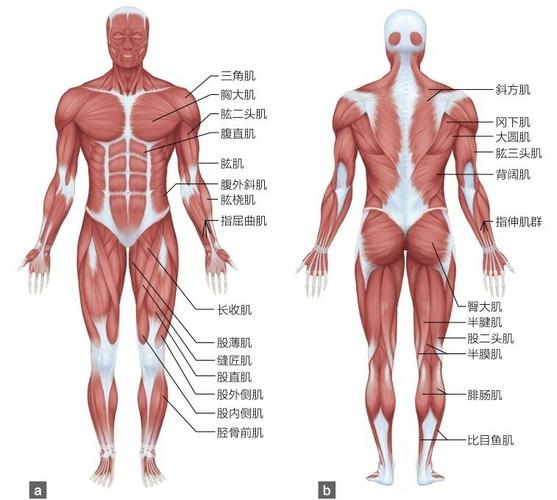 人体肌肉多少块及名称