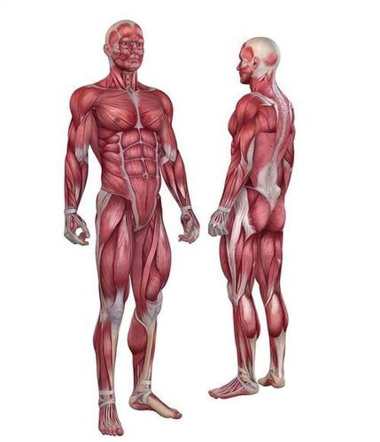 人体肌肉多少块和腹肌有关联吗