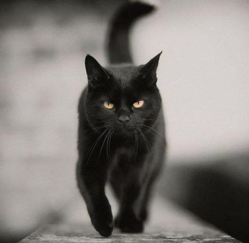 养黑猫十大禁忌