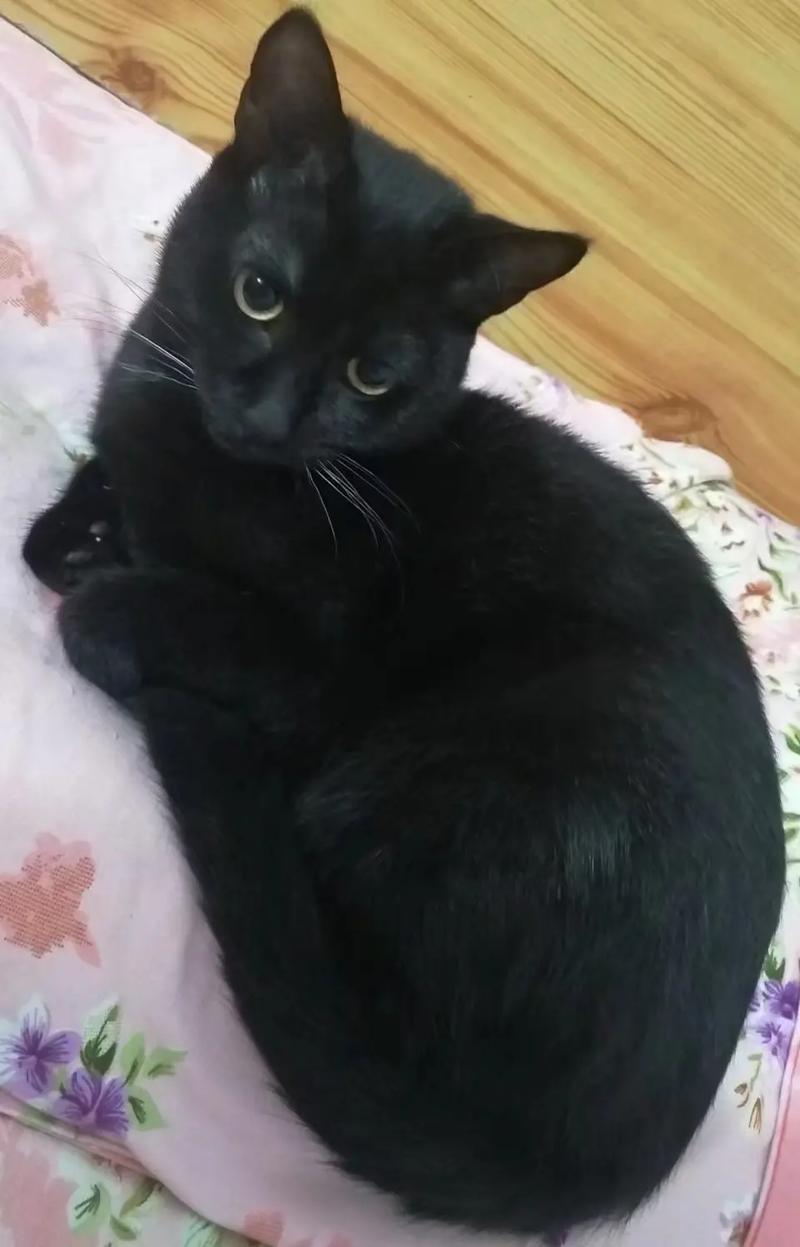 养黑猫有什么说法吗