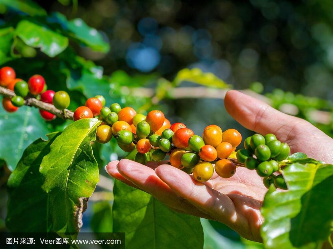 咖啡豆种植