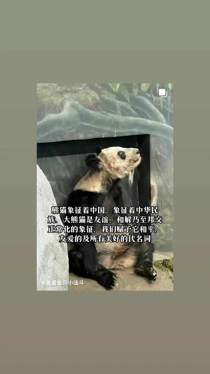 大熊猫生存现状及数量