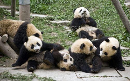 大熊猫生存现状
