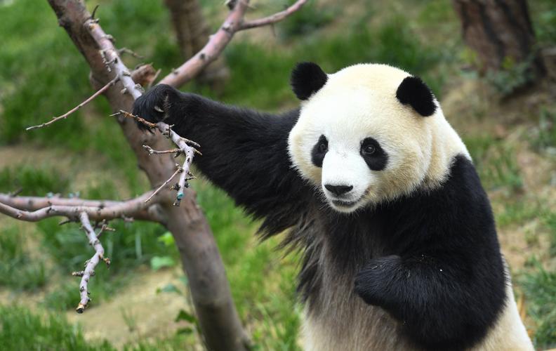 大熊猫的生活