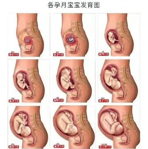 孕晚期胎儿还会畸形吗