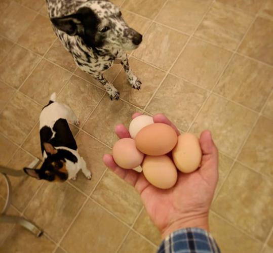 小狗能吃鸡蛋吗