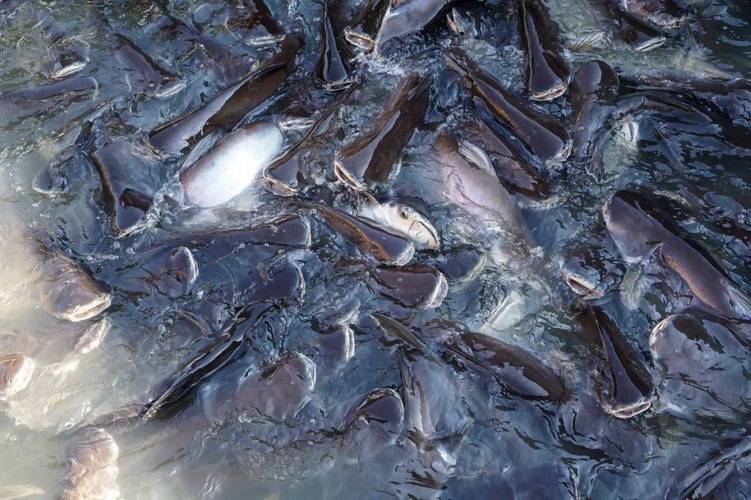 巴沙鱼多少钱一斤2021