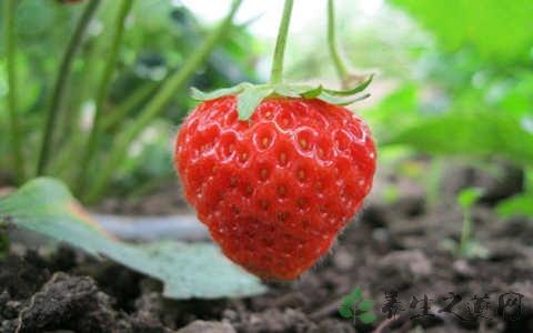 月经可以吃草莓吗