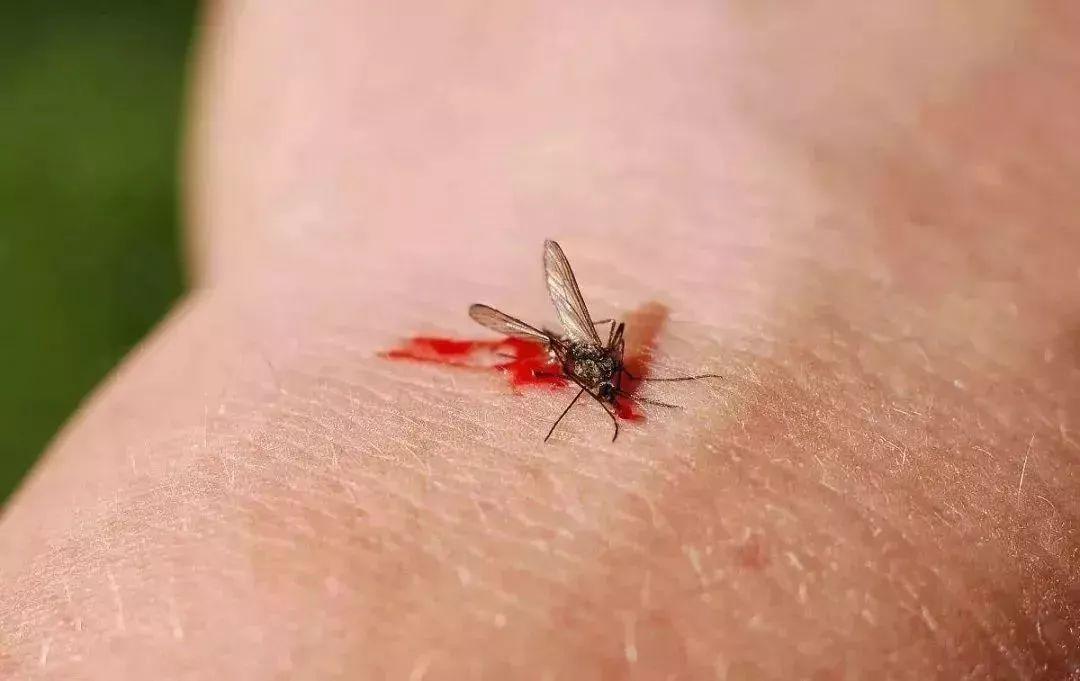 有蚊子怎么办