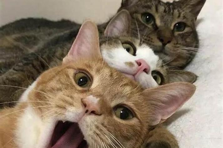 梦见三只猫