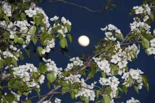梨花院落溶溶月