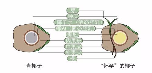 椰子的种子结构图解