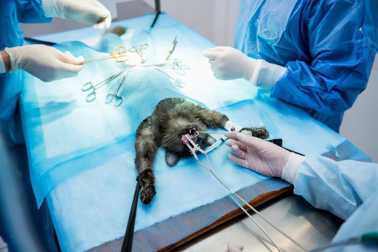 猫为什么要做绝育手术