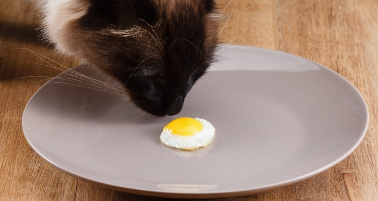 猫能吃蛋白吗