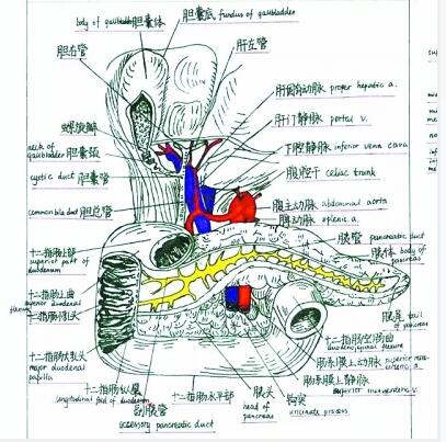 男性生殖器官解剖学