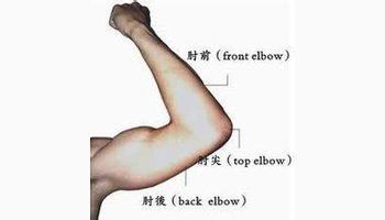 肘是什么意思中文