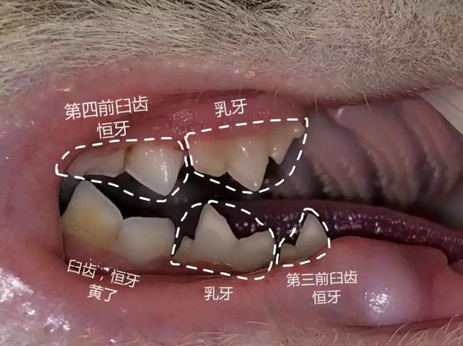 臼齿是哪个牙齿