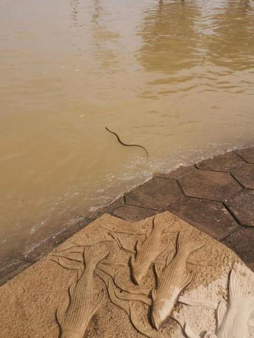 蛇会游泳吗会被淹死吗
