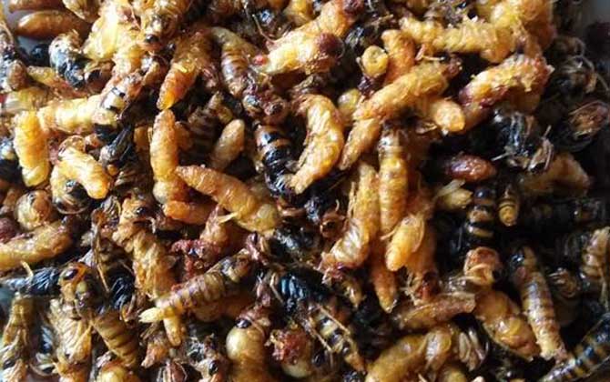 蜂蛹的功效与作用吃法