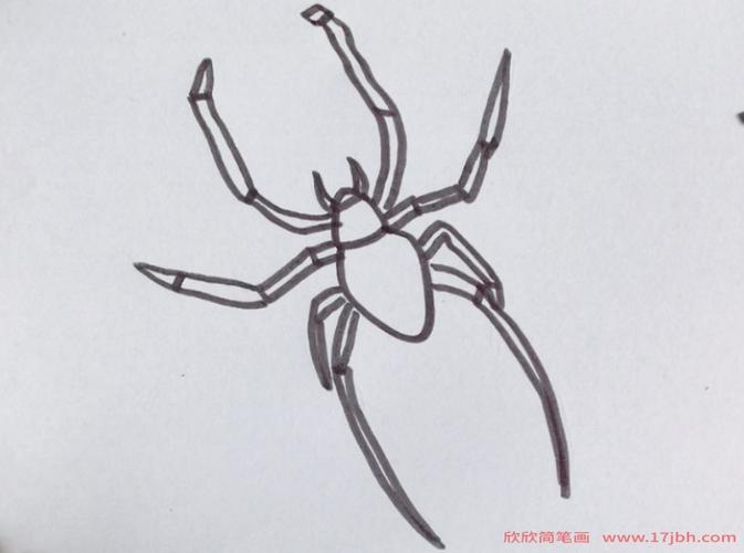 蜘蛛几条腿怎么画