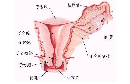 阴道结构图