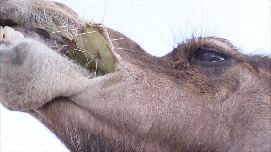 骆驼为何能吃带刺的东西