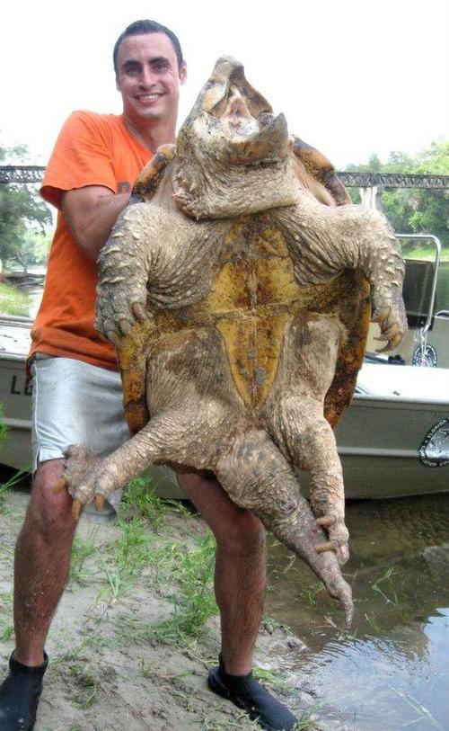 世界上最大的龟的相关图片