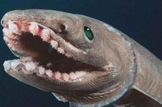 世界上最稀有的鲨鱼的相关图片