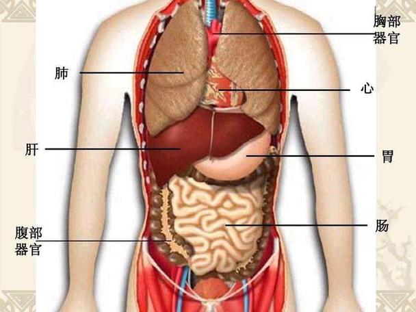 人体最大的器官的相关图片