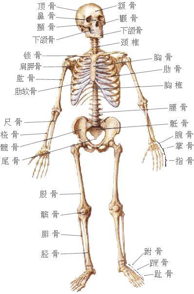 人体有多少根骨头的相关图片