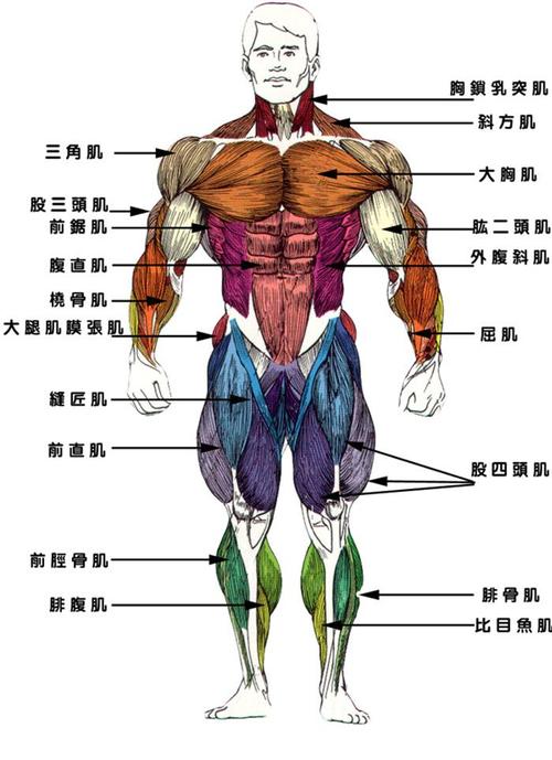 人体肌肉多少块的相关图片