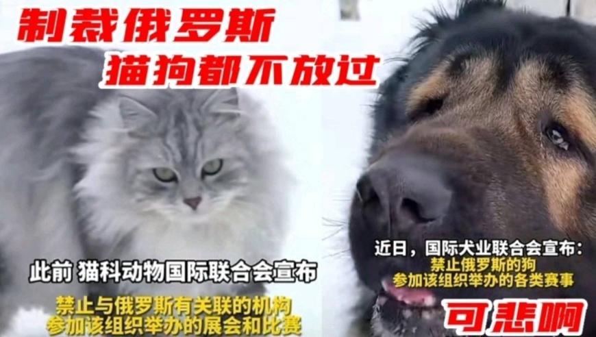 俄罗斯的狗被制裁了的相关图片