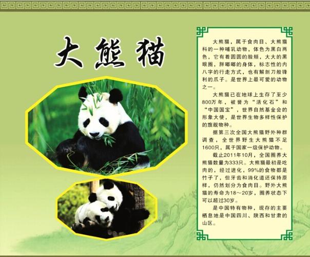 关于大熊猫的资料的相关图片