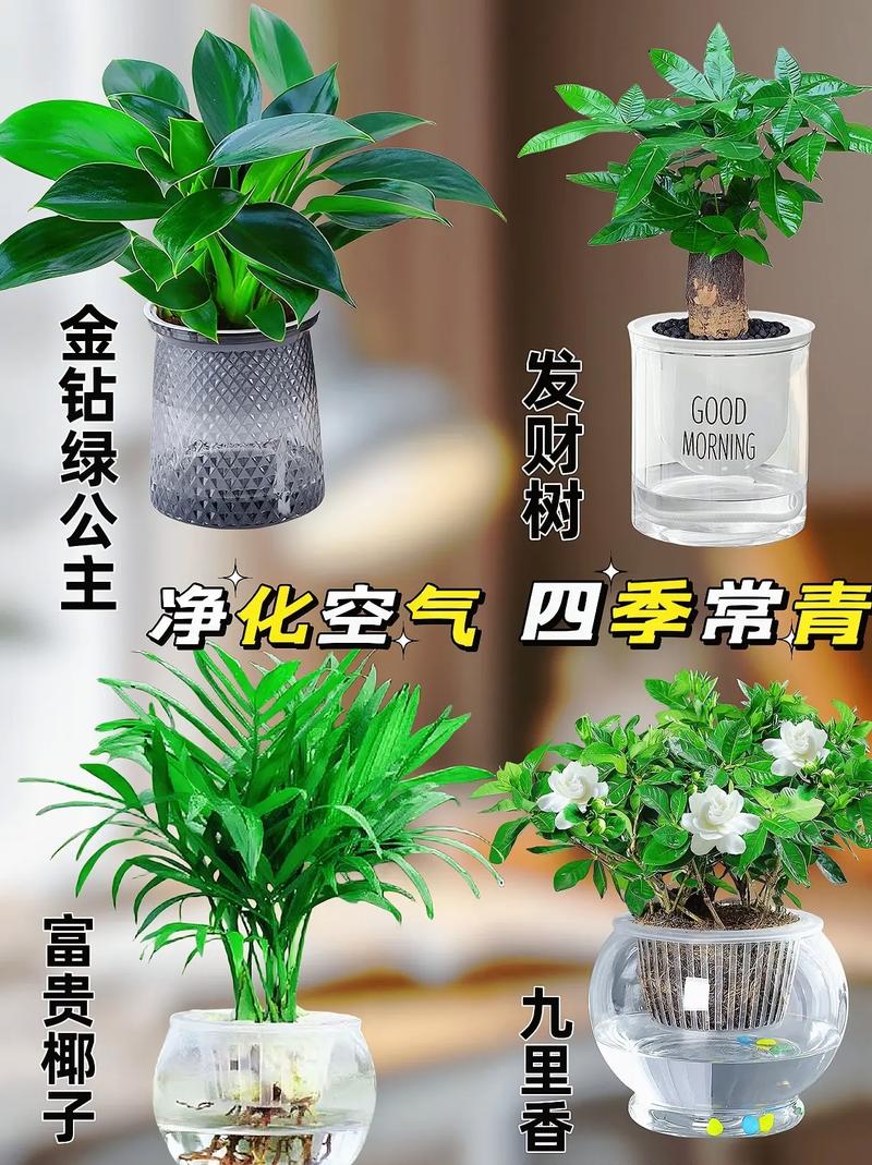 净化空气的室内植物的相关图片