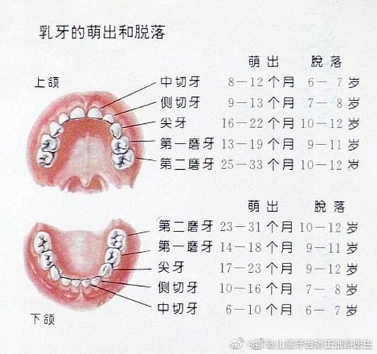 前牙是指哪几个牙的相关图片