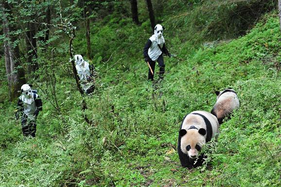 大熊猫生存现状的相关图片