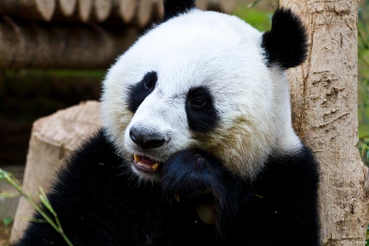 大熊猫的生活的相关图片