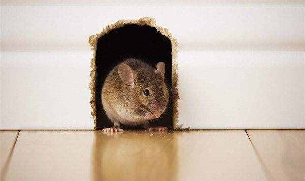 家里放一物绝对没老鼠的相关图片