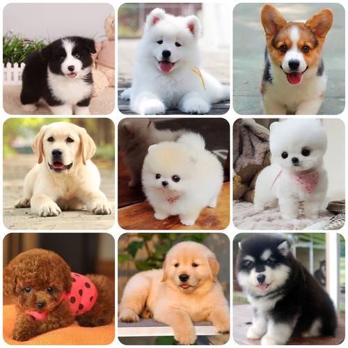 小型狗狗品种的相关图片