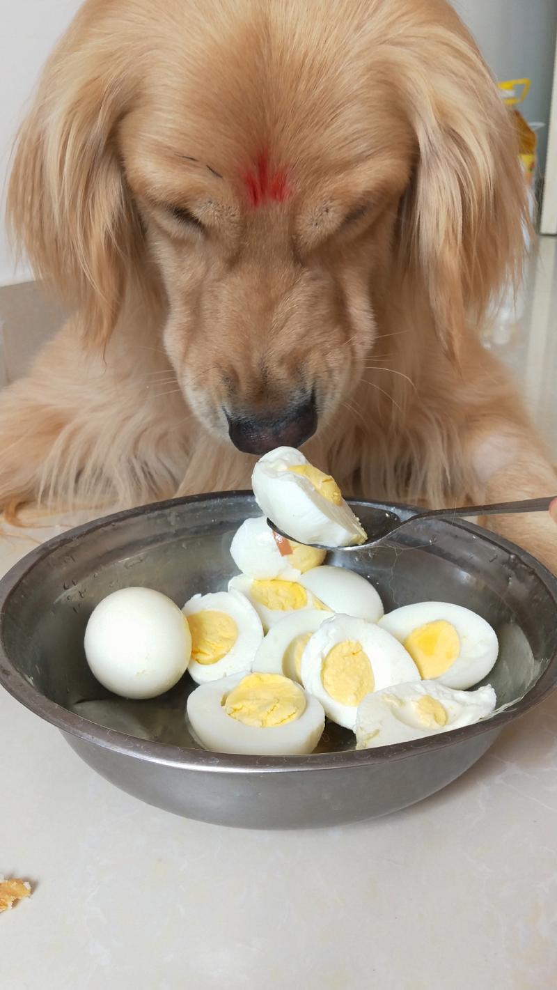 小狗能吃鸡蛋吗的相关图片