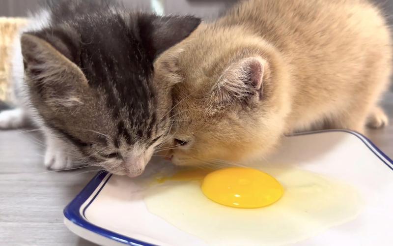 小猫可以吃鸡蛋吗的相关图片