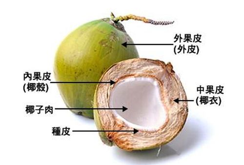 椰子的种子的相关图片
