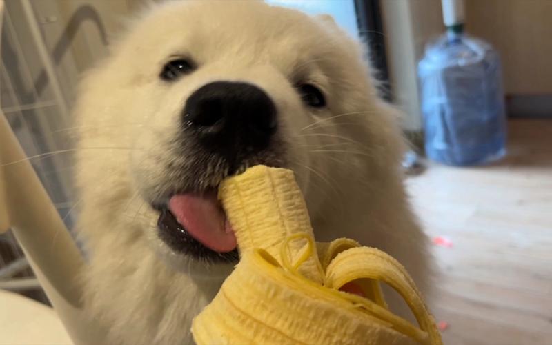 狗可以吃香蕉吗的相关图片