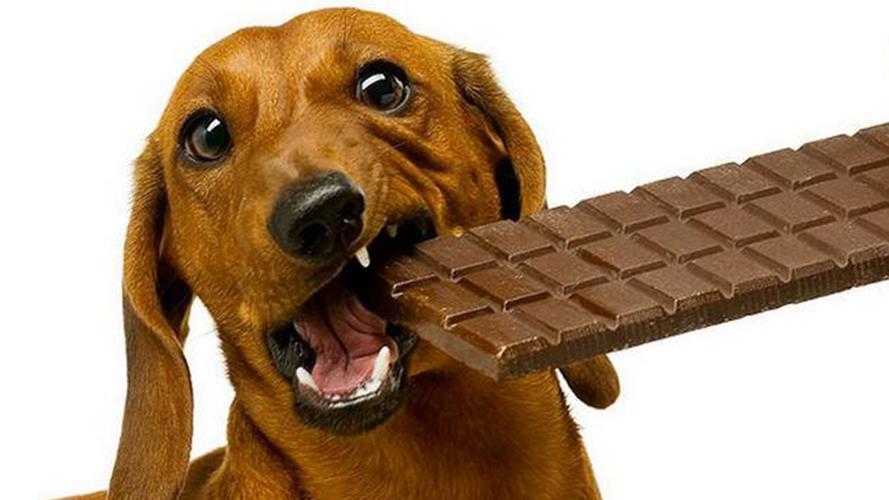 狗狗吃了巧克力怎么办的相关图片