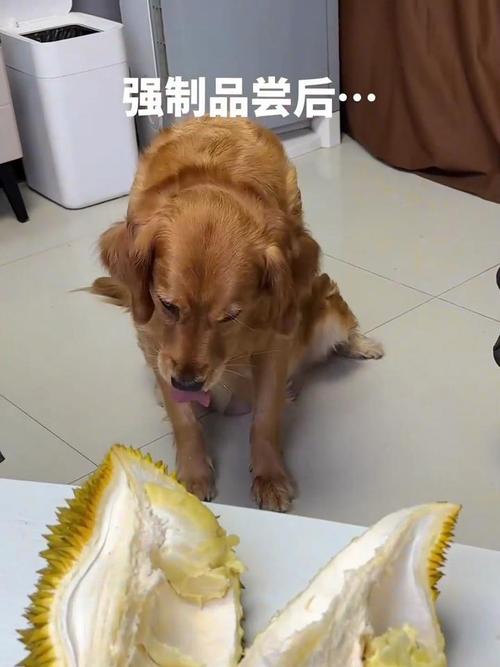 狗能吃榴莲吗的相关图片
