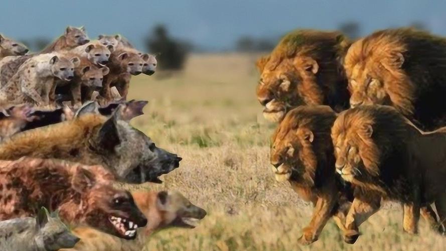 狮子大战鬣狗的相关图片