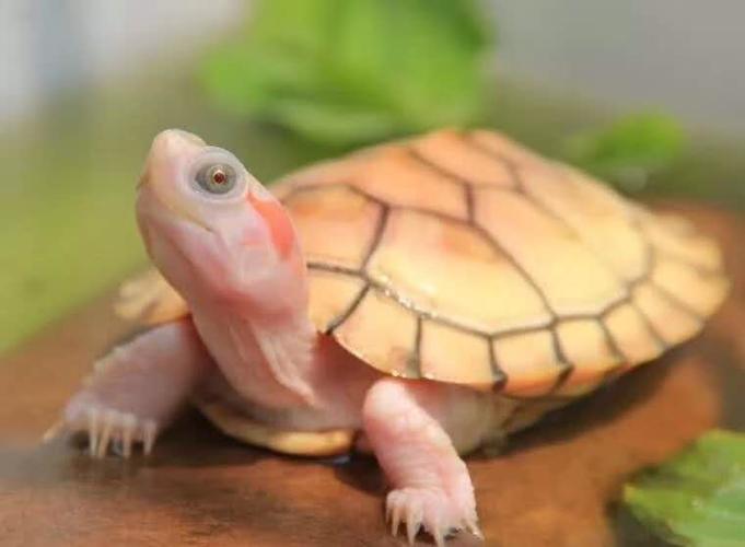 白化巴西龟的相关图片