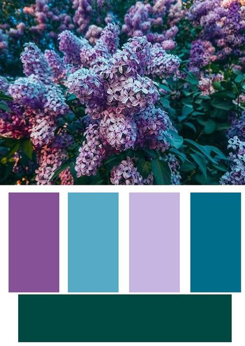 紫罗兰颜色的相关图片